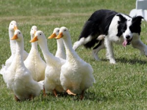 Border Collie2