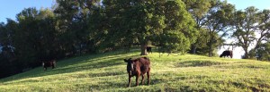 Cows on Hill