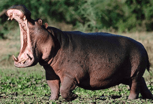 hippo-yawning