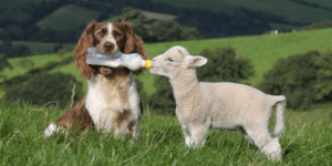 dog-lamb-589x295