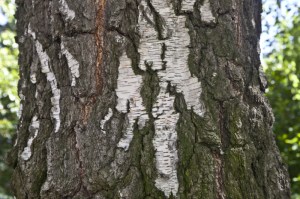silver-birch-bark_medium