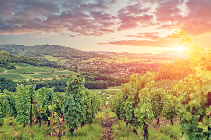 Panorama of Burgundy vineyards . France